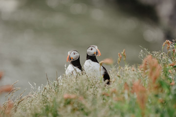 Couple of Atlantic puffins (Fratercula arctica) near Dyrholaey in Iceland looking symmetrical in opposite directions, vintage effect with grain.