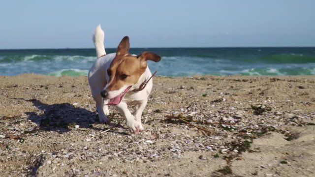 Slow motion dog breed Jack Russell Terrier runs along the sand of the sea beach, sticking his tongue out to a loving host on a bright sunny day. Family with a pet on vacation. Pet walk