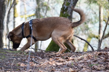 The dog plays and rests for a walk.