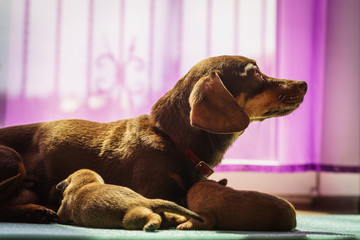 Little dachshund mom feeding puppies newborns