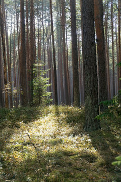 Coniferous forest backlit by the sun on a foggy autumn day. Vertical image.