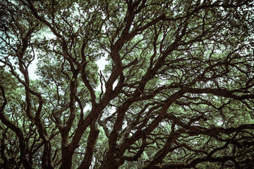 Branches of an old mysterious oak in a park of Monte Arci, Oristano province, Sardinia, Italy - slightly tinted photo. 