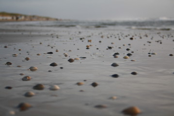 Muscheln am Ufer von Texel