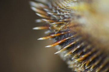 Macro Close Up of Bearded Dragon Lizard Pointy Beard