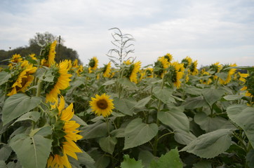 sunflowers in kansas
