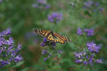 monarch butterfly in Kansas