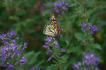 monarch butterfly in Kansas