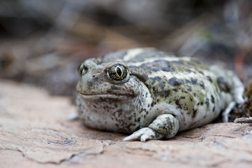 toad