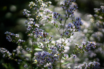 Flowers in a park in kansas