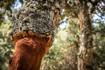 Close-up shot of cork tree (Quercus Suber) with moss in Sardinia, Italy.  The bark is recently...