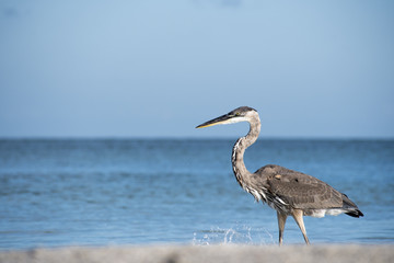 bird, heron, nature, egret, wildlife, animal, water, beak, blue, great, great blue heron, white, florida, wild, grey, lake, eye, neck, portrait, closeup, large, feathers, beach