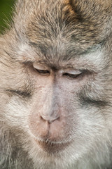 Photo of long tailed macaque monkey at sacred monkey forest