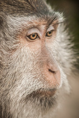 Photo of long tailed macaque monkey at sacred monkey forest