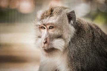 Portrait of long tailed macaque monkeys at sacred monkey forest