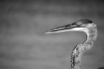 bird, heron, nature, egret, wildlife, animal, water, beak, blue, great, great blue heron, white, florida, wild, grey, lake, eye, neck, portrait, closeup, large, feathers, beach