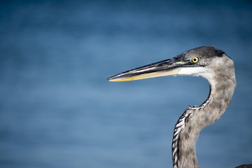 bird, heron, nature, egret, wildlife, animal, water, beak, blue, great, great blue heron, white, florida, wild, grey, lake, eye, neck, portrait, closeup, large, feathers, beach