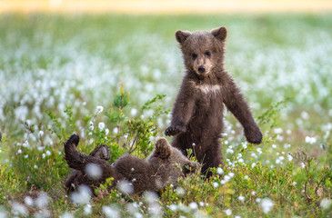Brown bear cubs in the summer forest. Bear Cub stands on its hind legs. Brown bear cubs playing on the swamp in the forest. Scientific name: Ursus arctos. Bog with white flowers. Summer © Uryadnikov Sergey
