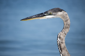 bird, heron, nature, egret, wildlife, animal, water, beak, blue, great, great blue heron, white, florida, wild, grey, lake, eye, neck, portrait, closeup, large, feathers, beach