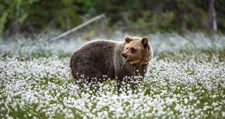 Brown bear on the forest background among white flowers. Summer season