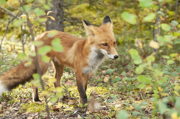 Red Fox