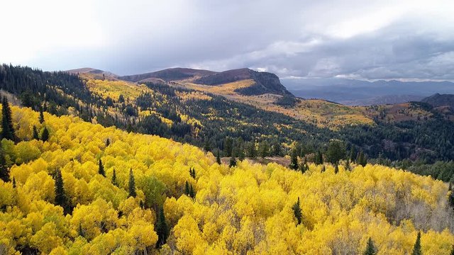 Flying over colorful aspen grove during Fall in the Utah mountains as the color waves over the landscape.