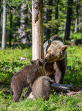 She-Bear and Cubs. Brown bear. Scientific name: Ursus Arctos Arctos. In the summer forest. Natural habitat.