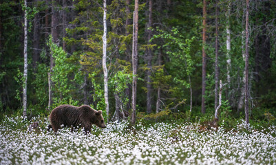 Brown bear on the forest background among white flowers. Summer season