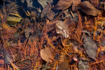 Autumn background with dry leaves