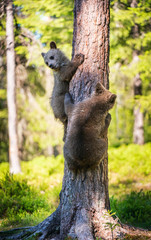 Brown bear cub climbs a tree. Natural habitat. In Summer forest. Sceintific name: Ursus arctos.