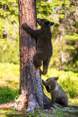 Brown bear cub climbs a tree. Natural habitat. In Summer forest. Sceintific name: Ursus arctos.