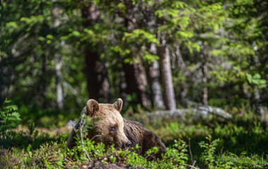 Wild Brown bear  in the summer forest. Scientific name: Ursus Arctos.
