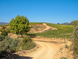 Fototapeta na wymiar Dirt road trough vineyards in the wine country - Villafranca del Bierzo, Castile and Leon, Spain
