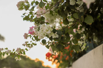 Pink flowers in the trees on the background of the road and cars blur background