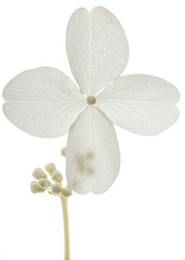 Flower of hydrangea closeup, lat. Hydrangea paniculata, isolated on white background