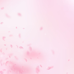 Fototapeta na wymiar Sakura petals falling down. Romantic pink flowers corner. Flying petals on pink square background. L