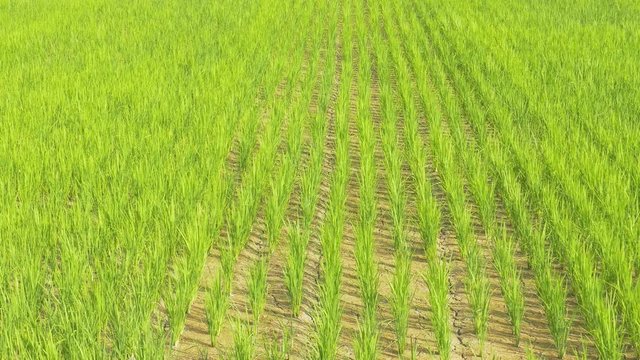 green paddy farm