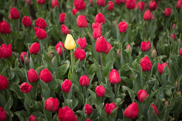 Obraz premium Spring Tulips, one yellow