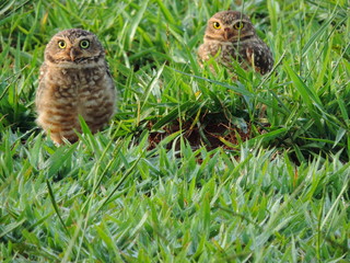 wildlife