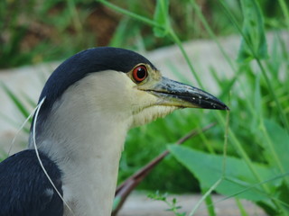 wildlife