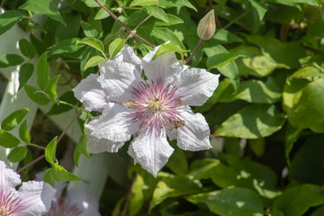 Fototapeta premium Select random