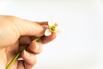 A hand holding spring snowdrop (Galanthus nivalis) blooming flower isolated on a white background. 