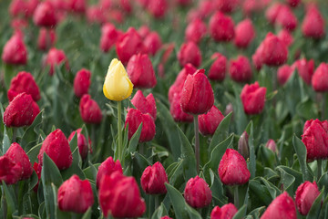 Spring Tulips, one yellow
