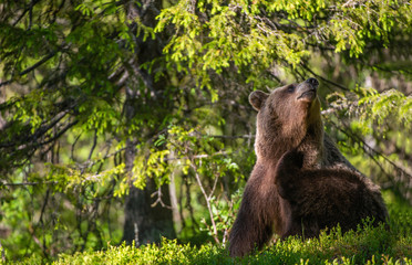 Obraz premium The bear itched. Brown bear sitting in the summer forest. Natural habitat. Scientific name: Ursus Arctos.