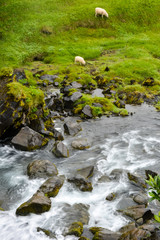 Obraz na płótnie Canvas Thorsteinslundur waterfall in motion blur on overcast summer day in Iceland. Sheep in the bakcground.