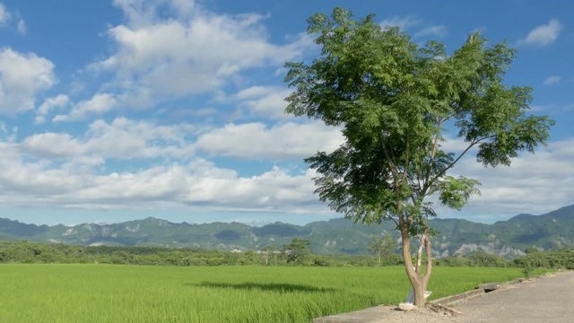 road with tree