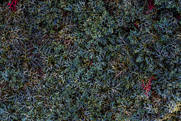 Close up of colorful small plant textures. Beautiful abstract green leaves background