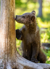 Obraz premium Bear cub stood on his hind legs and licks a tree. Cub of brown bear. Natural habitat. In Summer forest. Sceintific name: Ursus arctos.