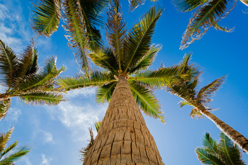 palm tree with blue sky