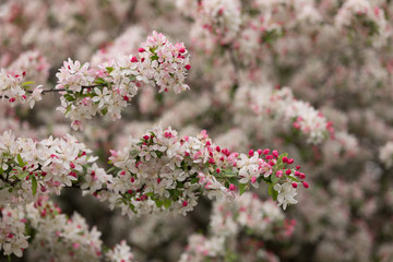 prunus spring blossoms