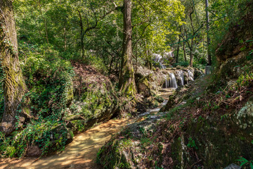 stream in forest